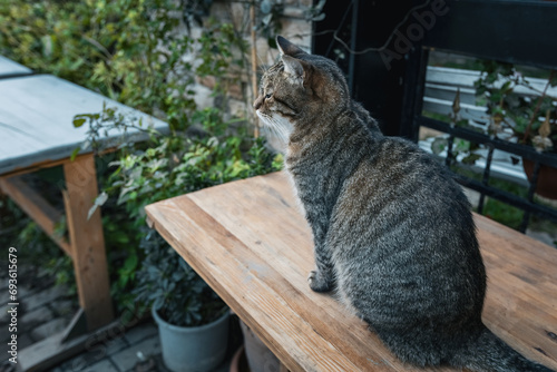 Canvas Print Cute street cat in Istanbul, Turkey