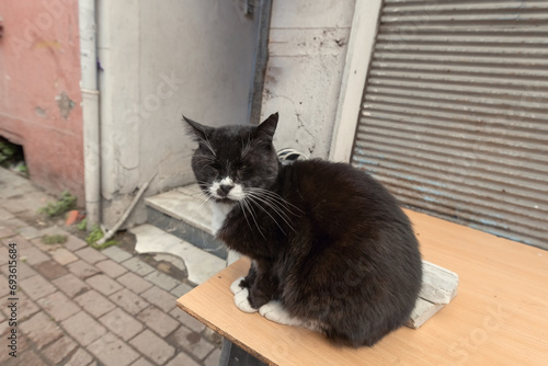 Photography Cute street cat in Istanbul, Turkey