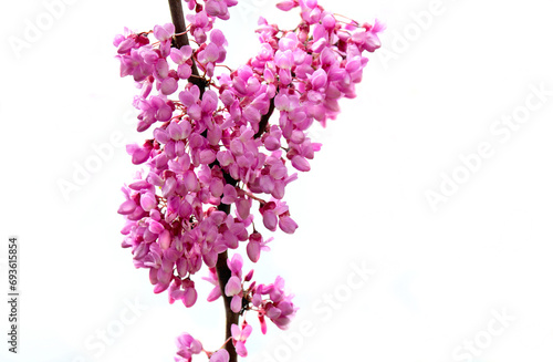 closeup on purple flowers of a judas tree blooming in branches photo