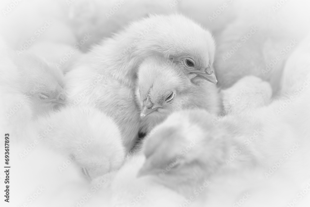 Small newborn chicks huddled together in a large heap and warm themselves against each other. Small newborn chicks huddled together in a large heap and warm themselves against each other.