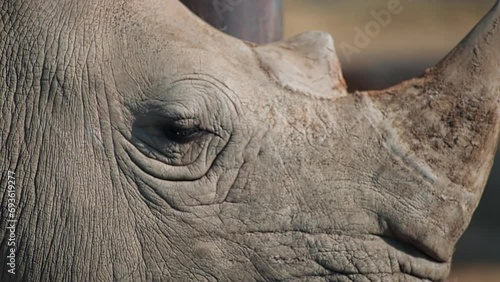 footage of a wild big horn African rhino closeup portrait eye standing in the national conservation zoo park with other animals. wild African rhinoceros closeup walking in Kenya. Tourism safari travel