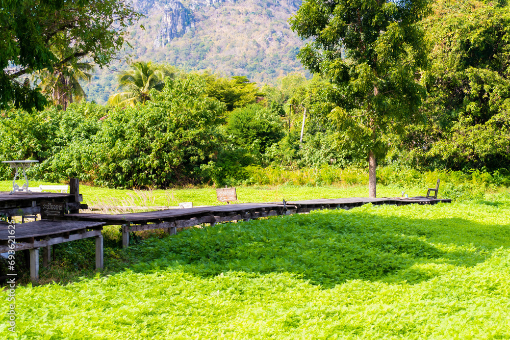 The wooden bridge and the field of cosmos flowers' verdant leaves The wooden bridge and the field of cosmos flowers' verdant leaves