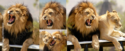 This male lion shows his sharp teeth and lets out a fierce roar that gives the natural world a primordial feel, accompanied by a deep growl.