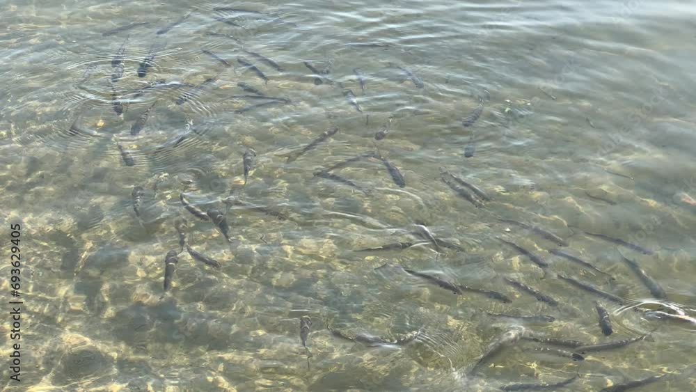 Fish Swimming on the Beach in Key Largo, Florida, USA Fish Swimming on the Beach in Key Largo, Florida, USA