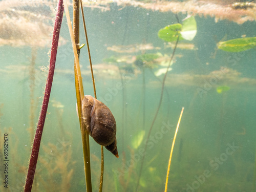 Great pond snail on stem of a water plant