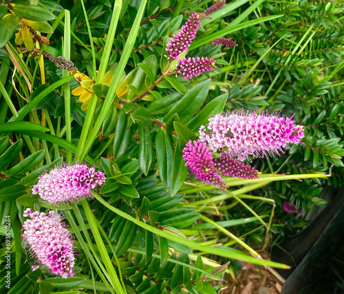 Pink flowers of a The shrub veronica or hebe plant (Hebe x andersonii) photo