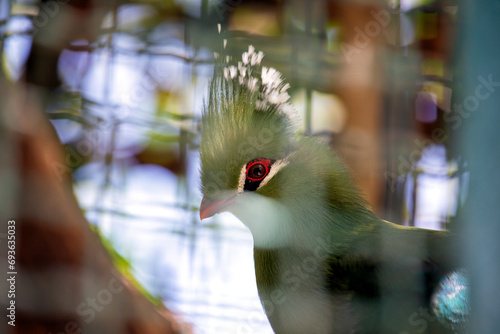 Guinea Turaco Beauty Outdoors photo