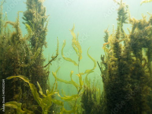 Long-stalked pondweed growing underwater with aquatic moss photo