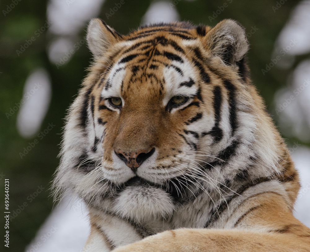 Fototapeta premium portrait of a tiger 
