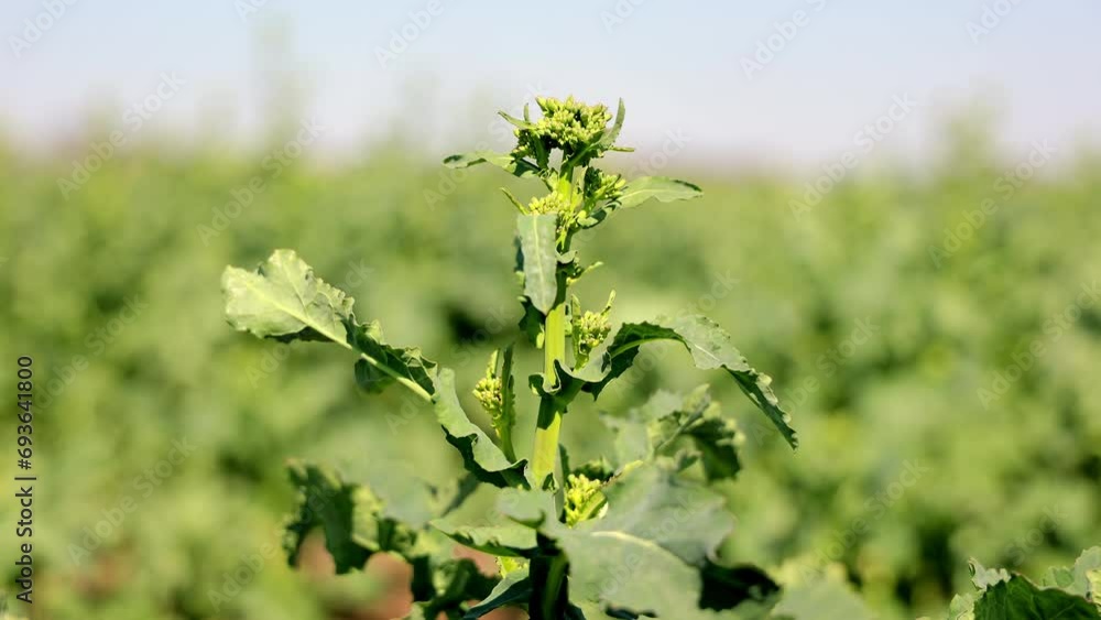 Tall Rapeseed Plant in Field. Lone rapeseed plant standing in an open field. Tall Rapeseed Plant in Field. Lone rapeseed plant standing in an open field.