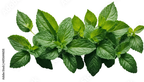 mint leaves isolated on white, png