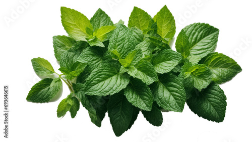 mint leaves isolated on white, png photo