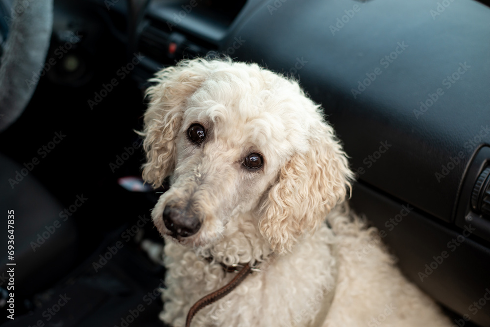 Gentle white poodle sitting as a passenger in a car, with a curious and calm expression, safe travel with pets concept. Gentle white poodle sitting as a passenger in a car, with a curious and calm expression, safe travel with pets concept.