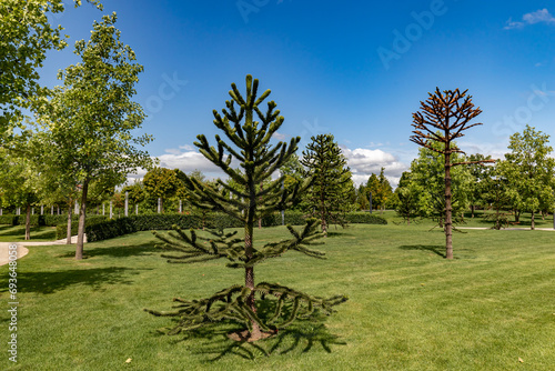 Araucaria. Chilean pine. The trees of Galitsky Park.