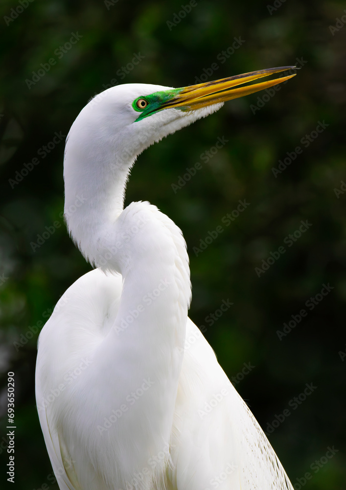 Elegant grace and beauty of its long, curving neck seen in Great Egret portrait Elegant grace and beauty of its long, curving neck seen in Great Egret portrait