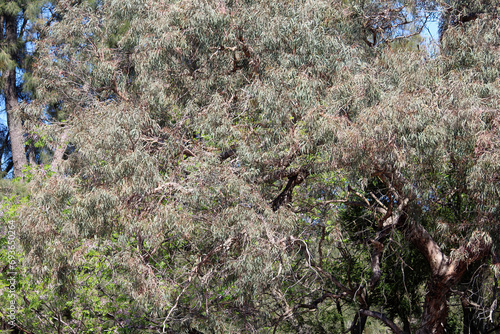 Foliage on a Eucalyptus sideroxylon or Red ironbark Tree photo