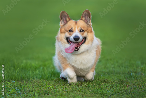beautiful cute corgi dog runs cheerfully through the grass in the spring gard...