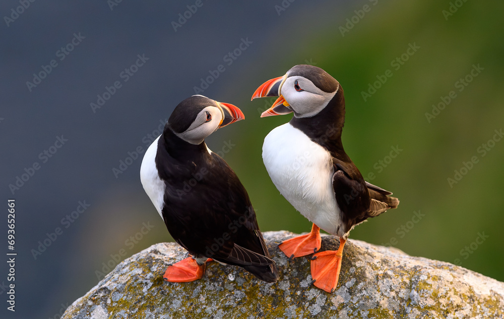 Atlantic puffin (Fratercula arctica) in summer at Runde island, Norway