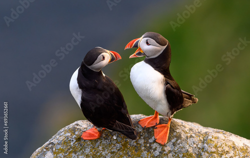 Obraz na płótnie Atlantic puffin (Fratercula arctica) in summer at Runde island, Norway w salonie