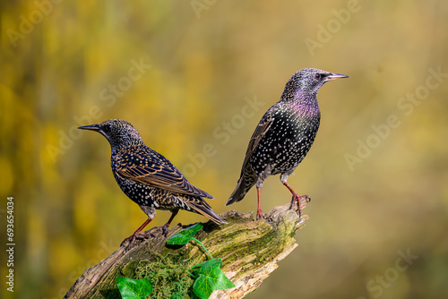 Starlings, Sturnus vulgarus, perched on a moss covered branch with Ivy leaves