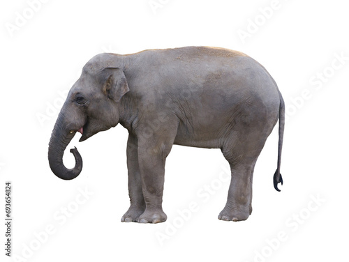 asian elephant isolated on white background