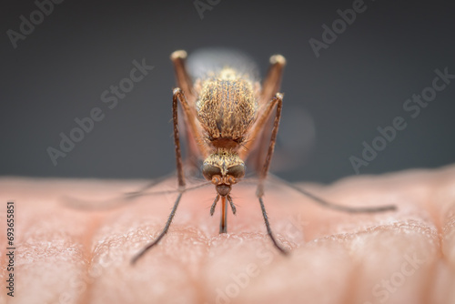 Extreme close-up of mosquito biting person photo