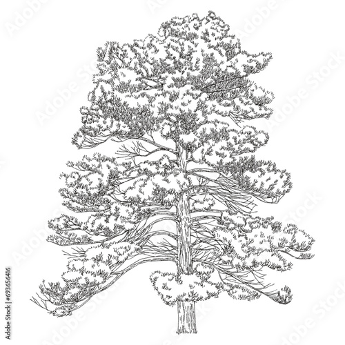 Pinus roxburghii, Coniferous, Chirpine Tree Drawing