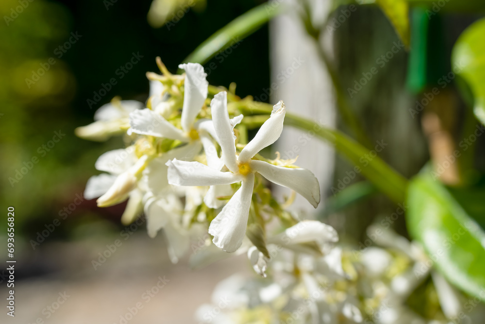 Foto de beautiful white flowers of Star Jasmine (Trachelospermum