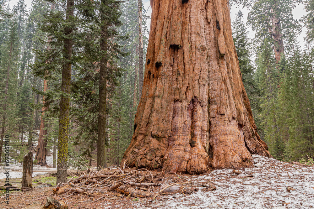 Sequoia tree in California National Park. Giant Sequoia Tree in Sequoia
