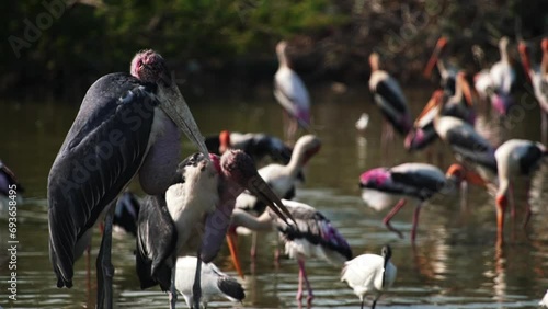 Large wading bird african marabou stork eats carrion in a swampy area of the savannah. Kenya, Africa wilderness. Big flock of birds rest in river water. Wildlife nature animals. Safari national park