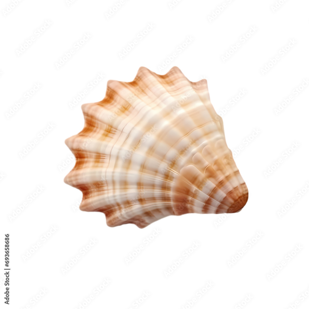 Seashell isolated on transparent background