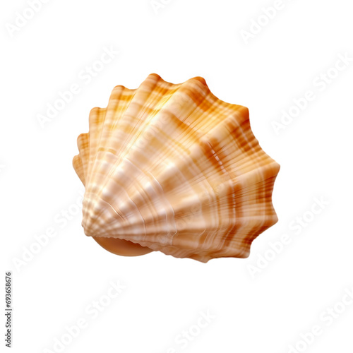 Seashell isolated on transparent background
