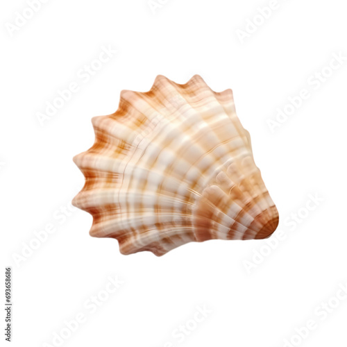 Seashell isolated on transparent background