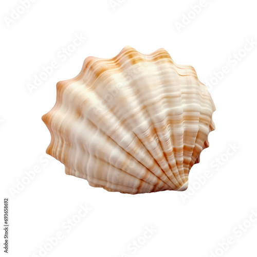 Seashell isolated on transparent background