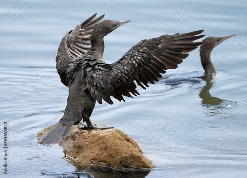 little black cormorant (Phalacrocorax sulcirostris) photo