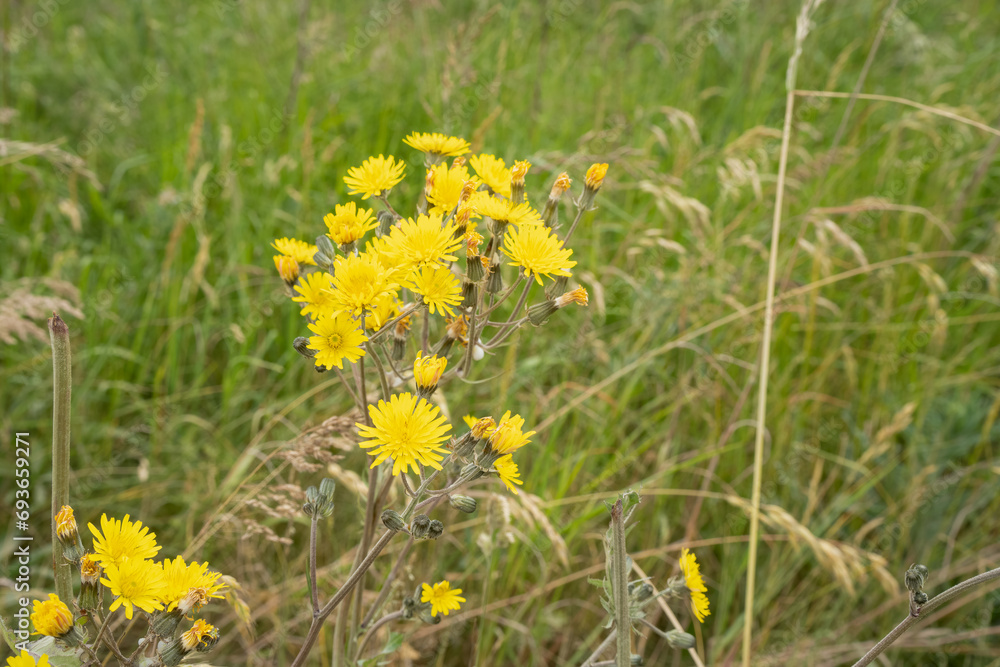 Beautiful yellow dandelion (Taraxacum) flowers in spring sunlight Beautiful yellow dandelion (Taraxacum) flowers in spring sunlight