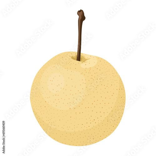 Vector illustration, Pyrus pyrifolia, known as Japanese pear or Chinese pear, isolated on white background.