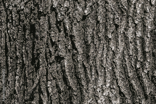 Vector illustration of Birch bark texture. The texture of the birch bark. Birch bark background. Birch tree trunk, Betula pendula.
