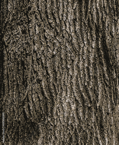Vector illustration of Birch bark texture. The texture of the birch bark. Birch bark background. Birch tree trunk, Betula pendula.
 photo