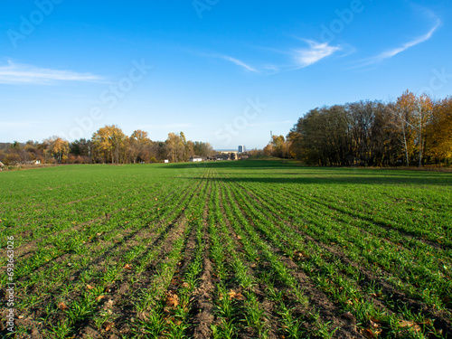 Green field and blue sky in autumn. Trees, forest on the horizon.