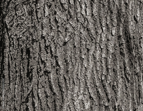 Vector illustration of Birch bark texture. The texture of the birch bark. Birch bark background. Birch tree trunk, Betula pendula. 