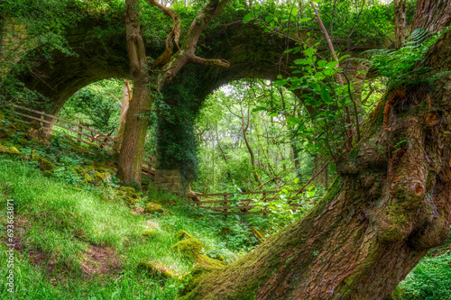 Abandoned Viaduct at Hoghton Bottoms, Preston, Lancashire, UK (Nature Taking Over) photo