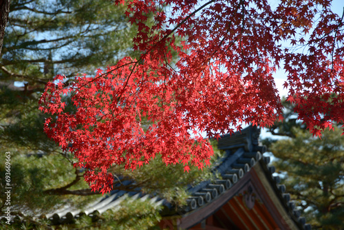 秋の大徳寺　境内の紅葉　京都市北区紫野
