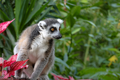 Um adoravel lemur, a pousar para a camera photo