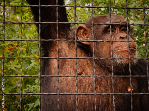 Sticker monkey in a cage eats a banana