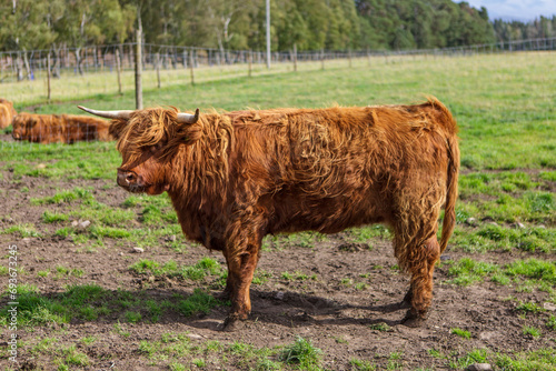 Highland cattle, Aviemore, Cairngorms National Park, Highlands, Scotland