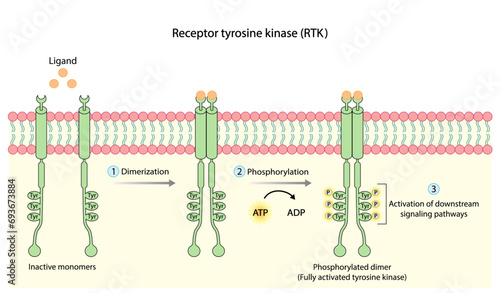 Tyrosine kinase receptor. Dimerization, phosphorylation, activation and cellular response. Cell membrane receptors for ligands as growth factors and cytokines binding. Insulin receptor. vector design
