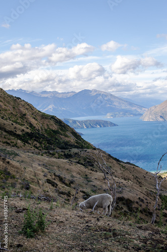 Sheep in on a Roys Peak track New Zealand with lake visible in a distance.