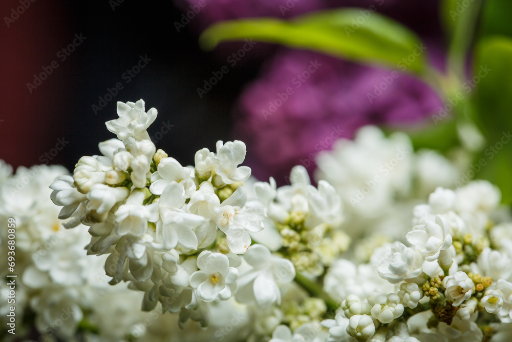 White lilac blossom close up, lilac flowers macro view White lilac blossom close up, lilac flowers macro view