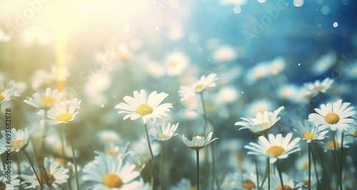 a flower field with rain and beautiful white daisies